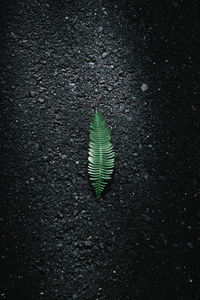 High angle view of leaf on road