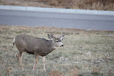 Deer in a field