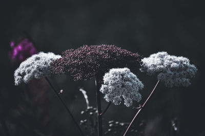 Close-up of snow on plant