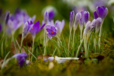 Close-up of purple crocus flowers on field