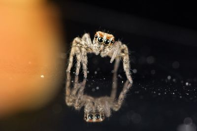 Close-up of spider