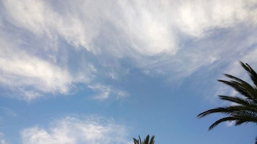 Low angle view of palm trees against sky
