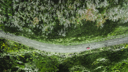 High angle view of road amidst trees in forest