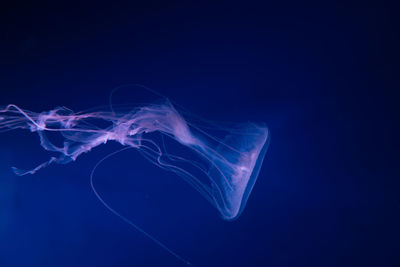 Jellyfish swimming in sea against blue background