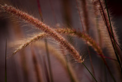 Close-up of fresh plant
