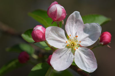 Close-up of flowers blooming outdoors