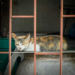 Side view of a relaxed cat