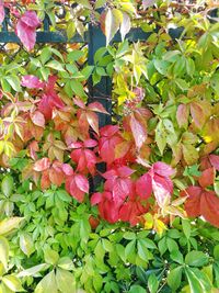 Close-up of pink flowers
