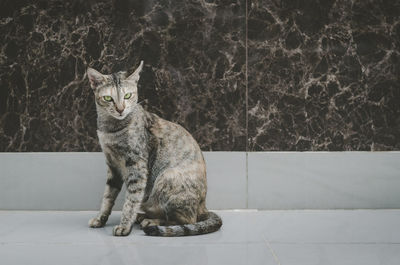 Portrait of cat sitting on tiled floor