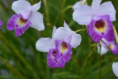 Close-up of purple flowering plants