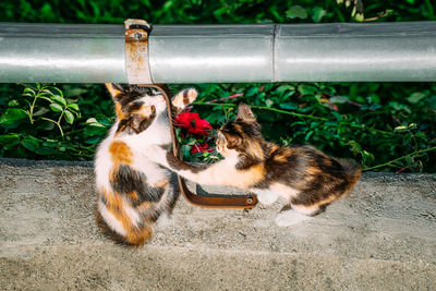 Kittens playing by pipe