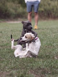 Dogs fighting on field