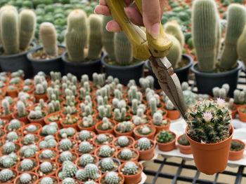 Close-up of cactus flowers for sale in market