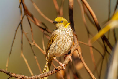 Close-up of bird perching on branch