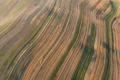 Scenic view of agricultural field