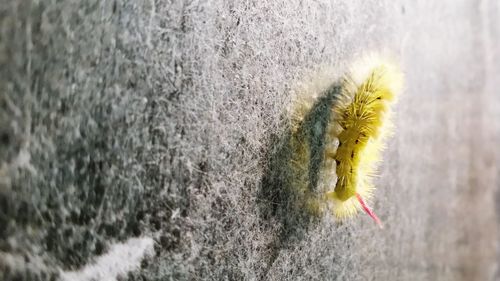 Close-up of yellow caterpillar on wall