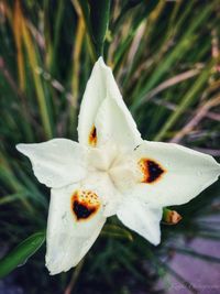 Close-up of white flowering plant