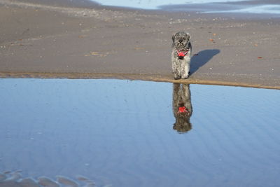 Water reflection of cute happy poodle dog with red harness at baltic sea beach