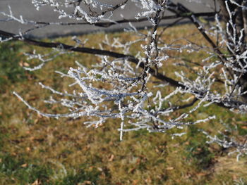 Close-up of frozen water