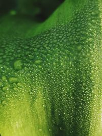 Close-up of water drops on leaves