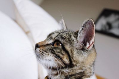 Close-up of cat looking away at home