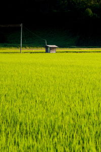 Scenic view of agricultural field