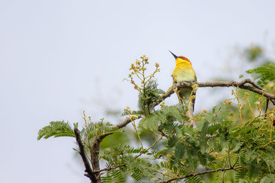 Low angle view of bird perching on tree against sky