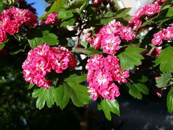 Close-up of pink flowers