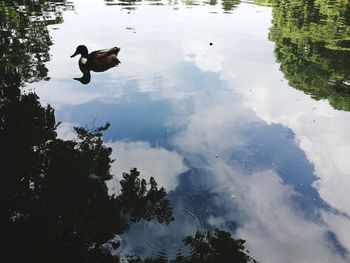 High angle view of ducks swimming in lake