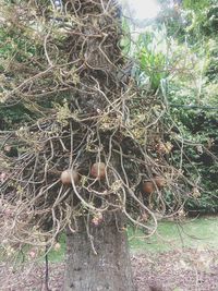 Close-up of ivy growing on tree