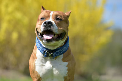 Close-up of a dog looking away