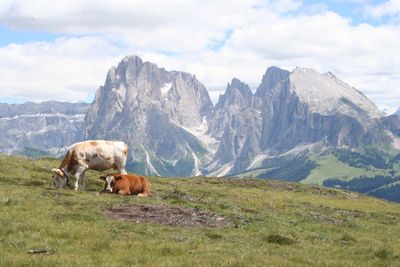 Horses on a field