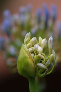 Close-up of flowering plant