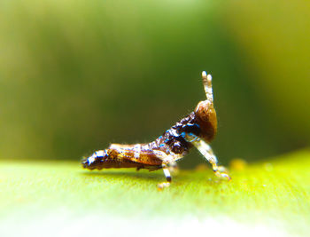 Close-up of insect on leaf