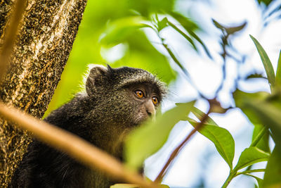 Close-up of monkey on tree
