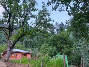 Trees and plants growing outside house in forest
