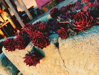 Close-up of succulent plant