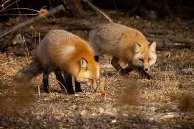 Two red foxes foraging in the field