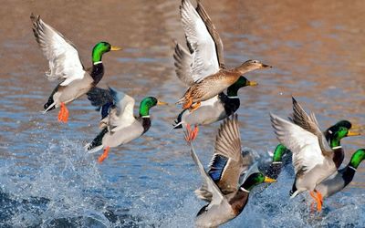 Side view of mallard ducks taking off on lake