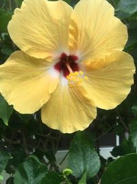 Close-up of yellow hibiscus blooming outdoors