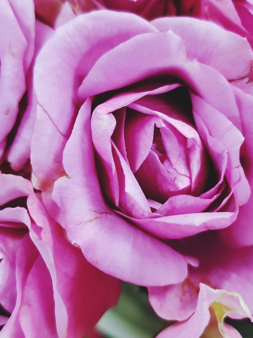 FULL FRAME SHOT OF PINK ROSE FLOWER