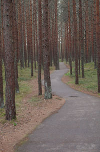 Road amidst trees in forest