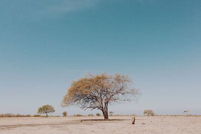 Tree on field against clear sky