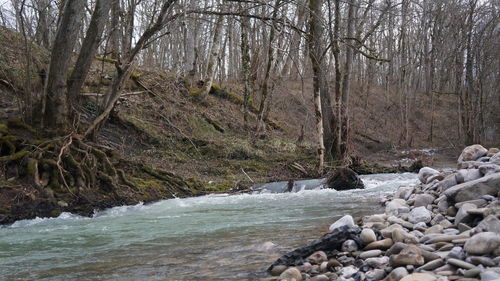 River flowing through forest