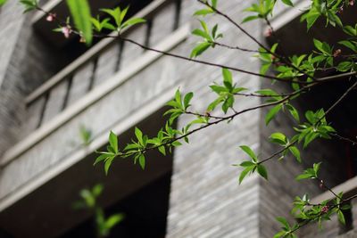 Close-up of plant