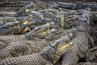 High angle view of crocodile