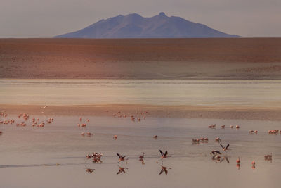 Flock of birds in a desert