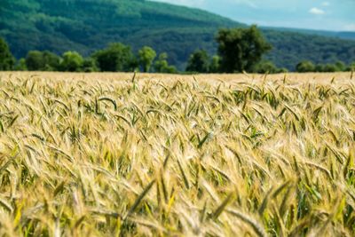 Scenic view of wheat field