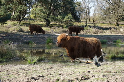 Highland cattle standing on field against trees
