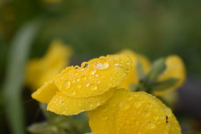 Close-up of raindrops on yellow flower